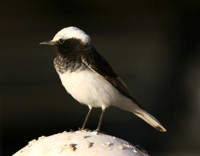 Hooded Wheatear 060105c Jebel Hafit.jpg