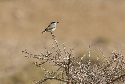 Red-tailed Wheatear 060106 Hanging Gardens.jpg