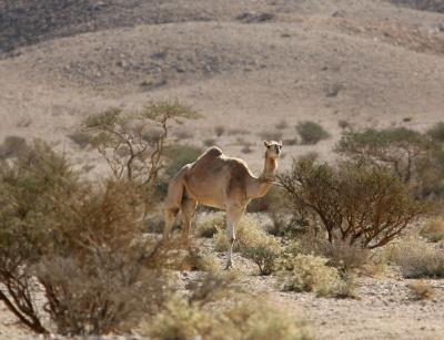 Hanging gardens 060106.jpg