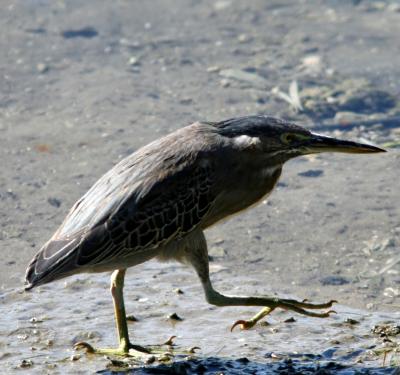 g4/83/664783/3/60864490.StriatedHeron060107KhorKalba.jpg