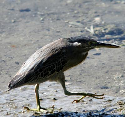 Striated Heron 060107 Khor Kalba.jpg