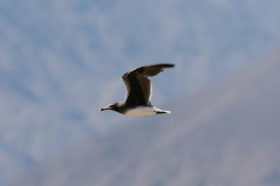 Sooty Gull ad 060107 Khor Kalba.jpg