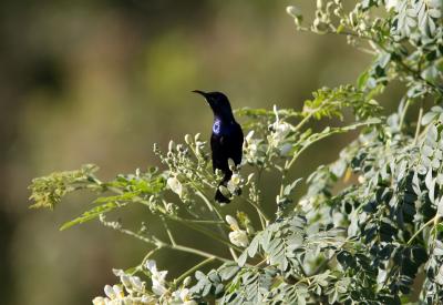 Purple Sunbird 060107 Khor Kalba.jpg