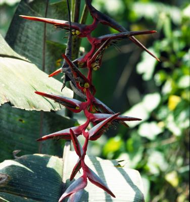 BANANA FLOWER, SATCHA TAMIA 18.7.jpg