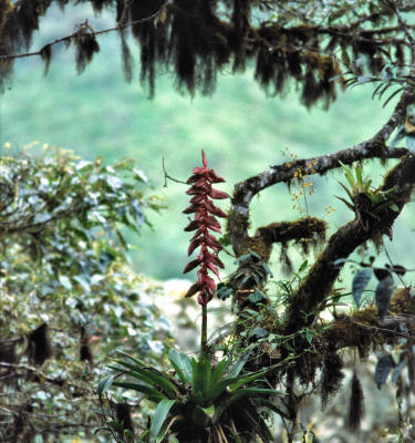 BROMELIA, PAPPALACA PASS 22.7.jpg