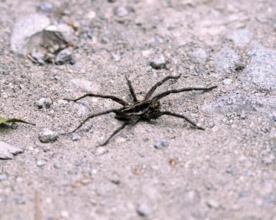 WOLF(?)SPIDER, SATCHA TAMIA 18.7.jpg