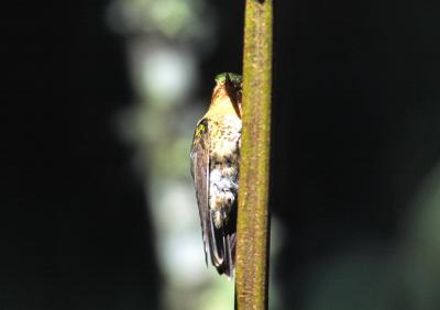 g4/83/664783/3/62753280.2EVSs2Mm.jpg