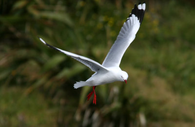 071129 1f Red-billed Gull Larus novaehollandiae ad Muriwai.jpg