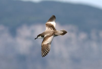 071130 1d Bullers Shearwater Puffinus bulleri Hauraki Bay 071130.jpg