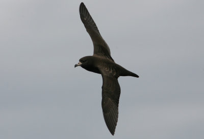 071130 1e Flesh-footed Shearwater Puffinus carneipes Hauraki bay.jpg