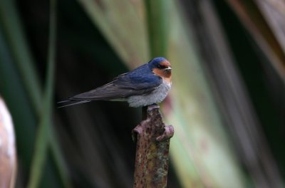 071130 1f Welcome Swallow Hirundo neoxena Tiri Tiri Matangi.jpg