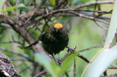 071130 1h Bellbird Anthornis melanura Tiri Tiri Matangi.jpg