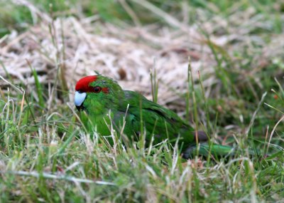 071130 1i Red-crowned parakeet Cyanoramphus novaezelandie Tiri Tiri Matangi.jpg