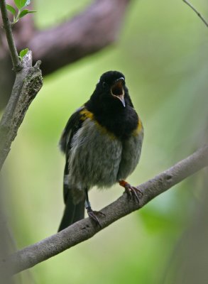 071130 1g Stitchbird Notiomystis cincta Tiri Tiri Matangi.jpg