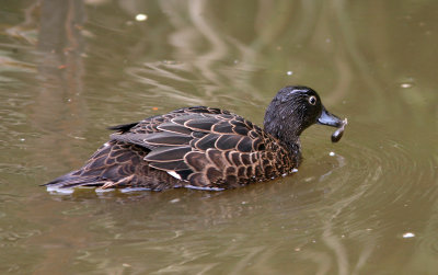 071201 1c Brown Teal Anas aucklandica Tiri Tiri Matangi.jpg