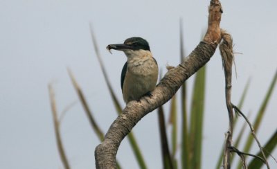 071201 1d Sacred Kingfisher Halcyon Sancta Tiri Tiri Mata.jpg