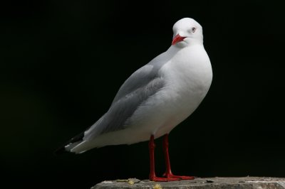 071201 1e Red-billed Gull Larus novaehollandiae ad Sandspit-Miranda.jpg