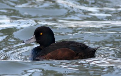 071201 1g New Zealand Scaup Aythya novaseelandiae male Lake Rotoroa.jpg