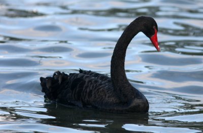 071201 1h Black Swan Cygnus atratus Lake Rotoroa.jpg
