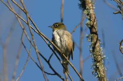 071202 1a Silvereye Zosterops lateralis Pueora forest.jpg