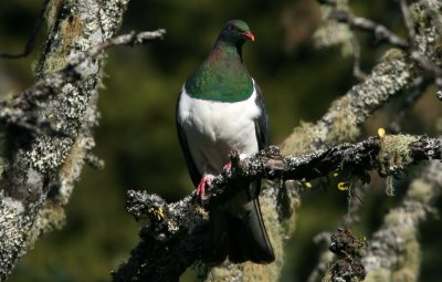 071202 1d New Zealand Pigeon Hemiphaga novaeseelandiae Ruatiti River.jpg