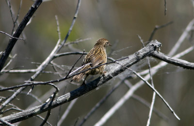 071202 1e Fernbird Bowdleria punctata lake Taupi.jpg