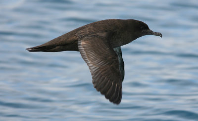 071204 1c Sooty Shearwater Puffinus griseus Marlborough Sounds .jpg