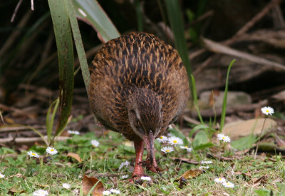 071204 1j Weka Gallirallus australis Ship Cove Marlborough Sounds.jpg