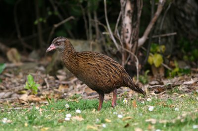 071204 1ja Weka Gallirallus australis Ship Cove Marlborough Sounds.jpg