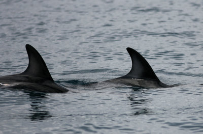 071204 1k Dusky Dolphin Lagenorhynchus obscurus Marlborough Sounds.jpg