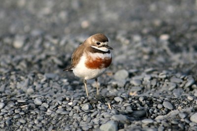 071205 1a1 Double-banded Plover Charadrius bicinctus Kaikura.jpg