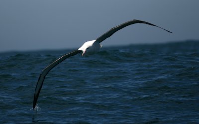 071205 1a Northern Royal Albatross Diomedea epomophora sanfordi Kaikura.jpg