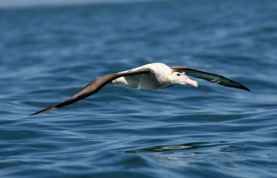 071205 1c Antipodean Wandering Albatross Diomedea exulans antipodensis.jpg
