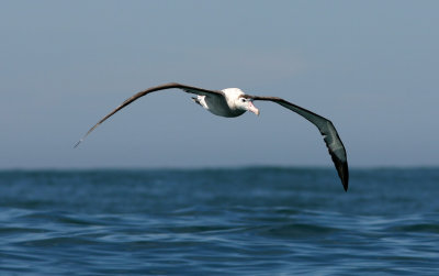 071205 1d Antipodean Wandering Albatross Diomedea exulans antipodensis.jpg