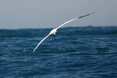 071205 1g Snowy Wandering Albatross Diomedea exulans chinoptera Kaikura.jpg