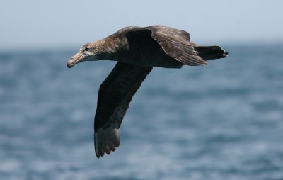 071205 1p Northern Giant Petrel Macronectes halli imm Kaikura.jpg