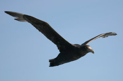 071205 1q Southern Giant Petrel Macronectes giganteus Kaikura.jpg