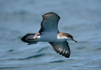 071205 1r2 Bullers Shearwater Puffinus bulleri Kaikura.jpg