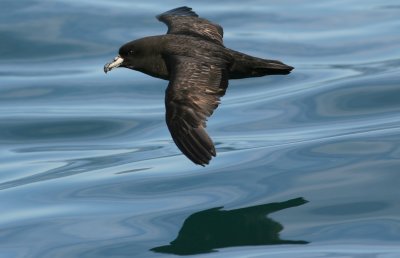 071205 1y1 Westland Petrel Procellaria westlandica Kaikura.jpg