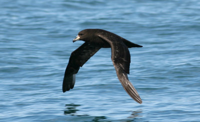 071205 1y2 Westland Petrel Procellaria westlandica Kaikura.jpg