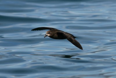 071205 1z3 Gray-faced Petrel Pterodroma macroptera Kaikura.jpg