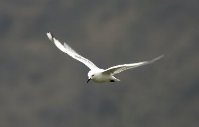 071207 1d Black-billed Gull Larus bulleri 1 cy Lake Benmore.jpg