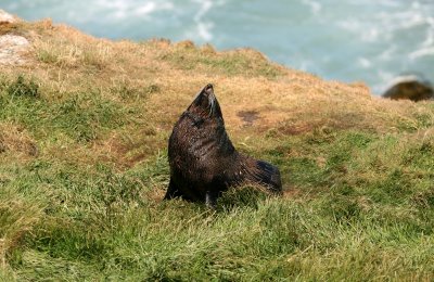 071207 1h New Zealand Fur seal Arctocephalus forsteri Otago peninsula.jpg