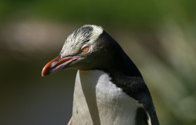 071207 1i Yellow-eyed Penguin Megadyptes antipodes Otago peninsula Penguin reserve.jpg