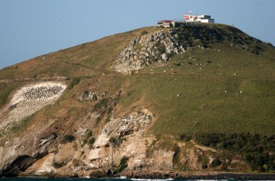 071207 1l Takaora Head Royal Albatross and Stewart Island Shag breeding colony.jpg