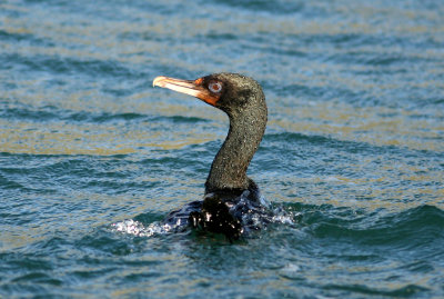 071207 1p Stewart Island Shag Leucocarbo chalconotus bronze phase Takaora Head.jpg