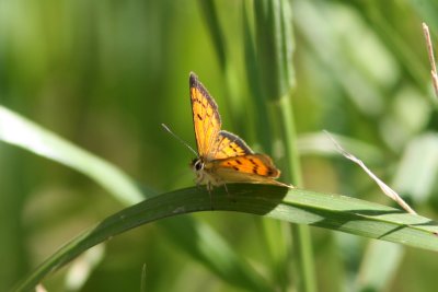 071208 1a Common Copper Butterfly Lycaena salustius Nugget point.jpg