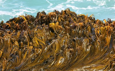 071208 1b Kelp Curio Bay.jpg
