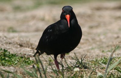 071208 1c Variable Oystercatcher Haematopus unicolor black phase Curio Bay.jpg