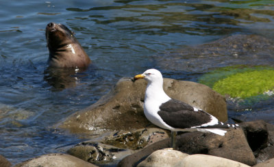 071208 1e Black-backed Gull and NZ Fur Seal dating at Curio Bay.jpg